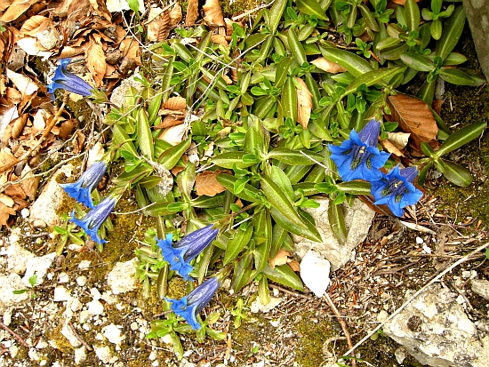 Gentiana dinarica / Genziana appenninica